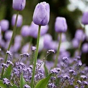 Meet your Posher, Anne